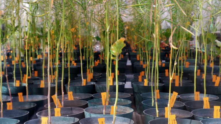 Board of governors sustains green initiatives