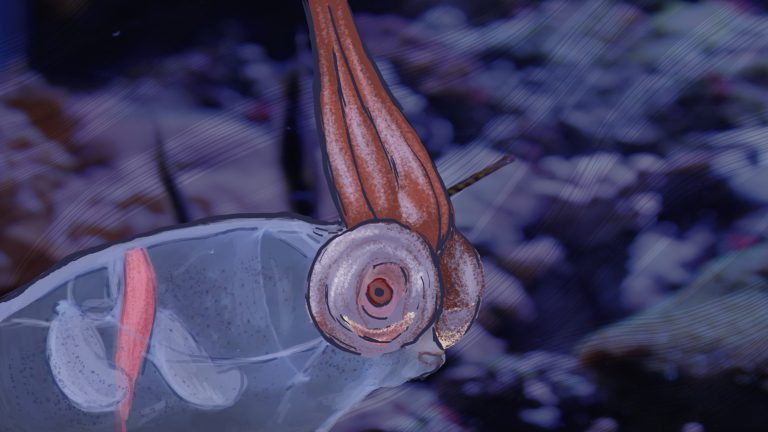 The amazing camouflage of the glass squid