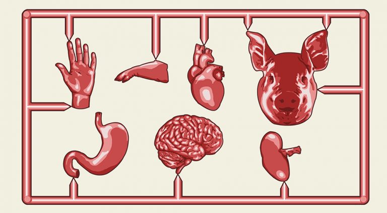 Recent human-pig hybrid embryo raises  ethical concerns, hopes for new  research