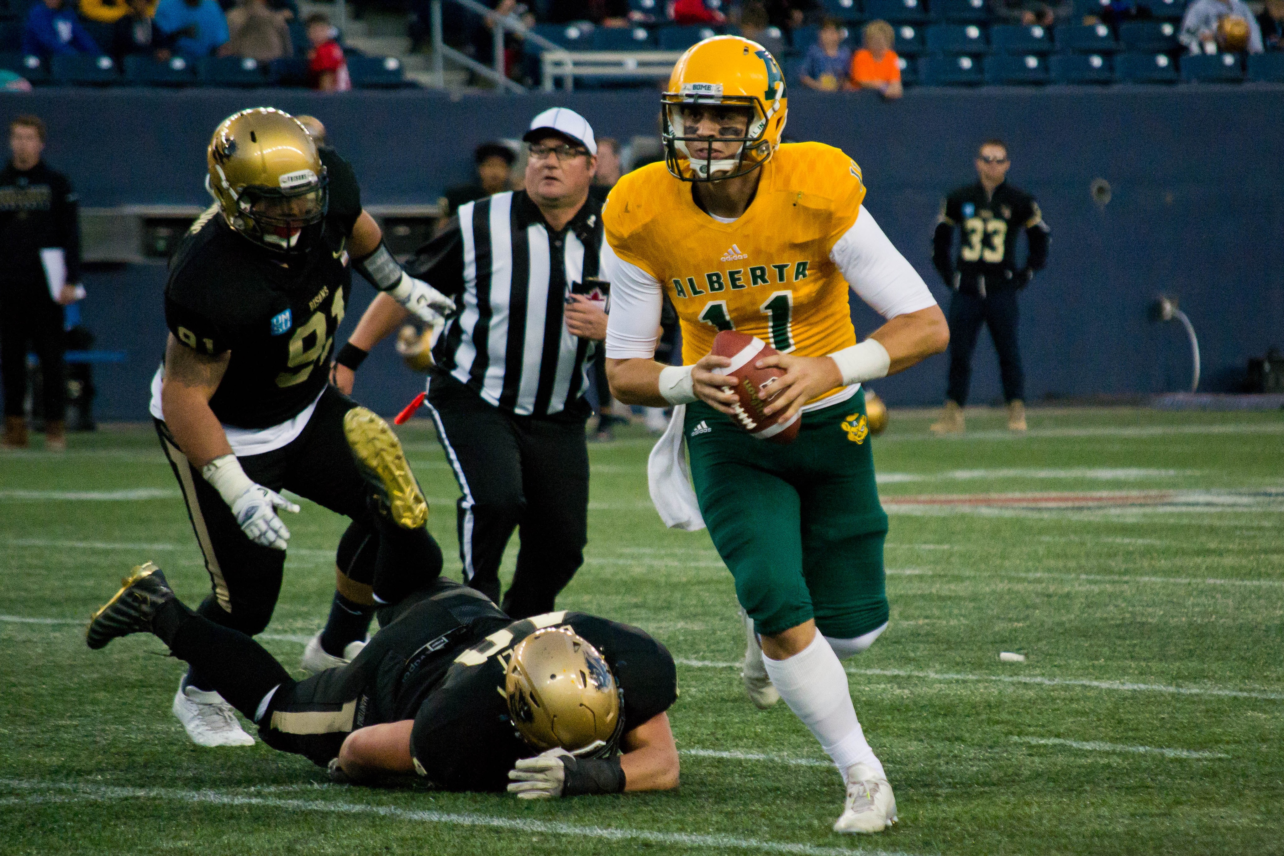 IMG_7747 Alberta Golden Bears quarterback Brad Baker looks up field against the Manitoba Bisons. Alberta won 36-25.
