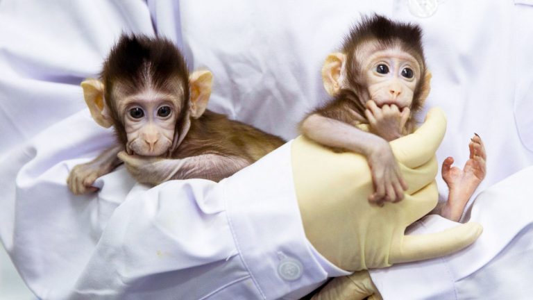 Cloned primates make history, spark discussion