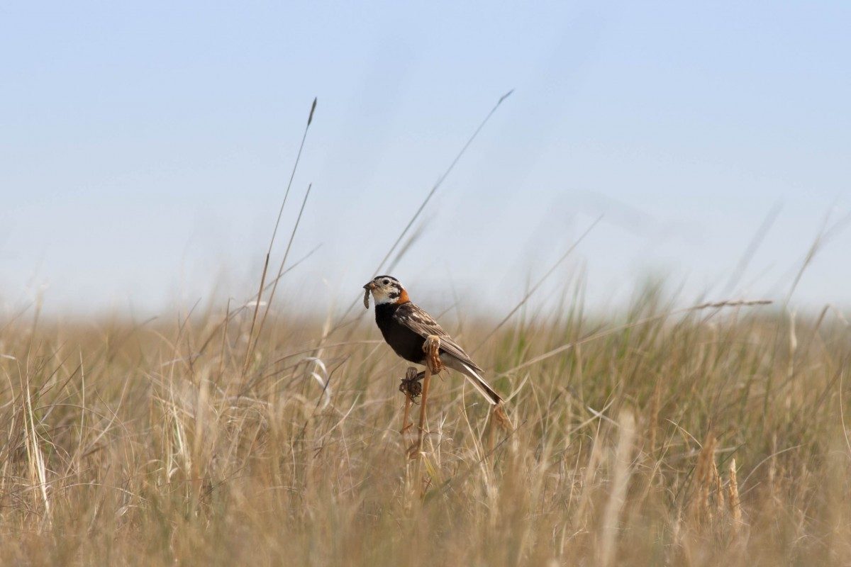 RESEARCH Scientists find oil rig noise pollution affects birds