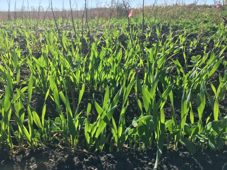 U of M researchers release report on cover crop usage