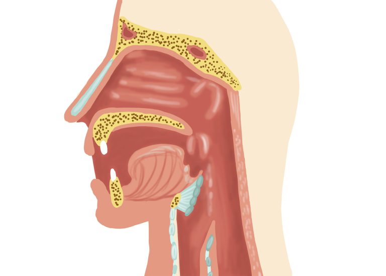 The anatomy responsible for speech