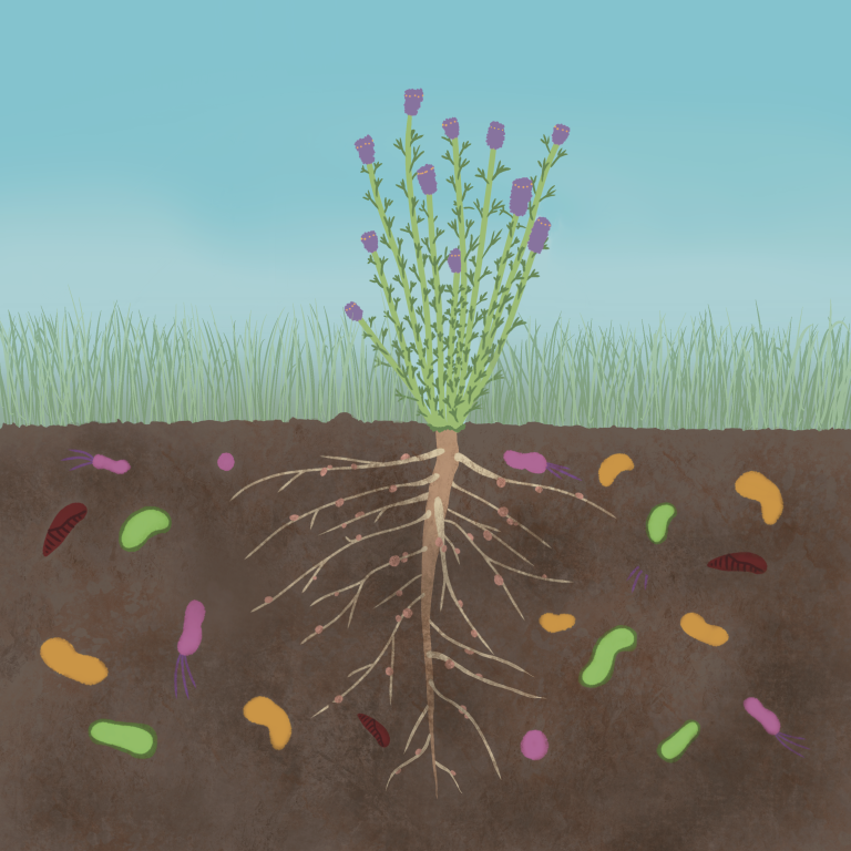 Macro-innovation at a micro-scale