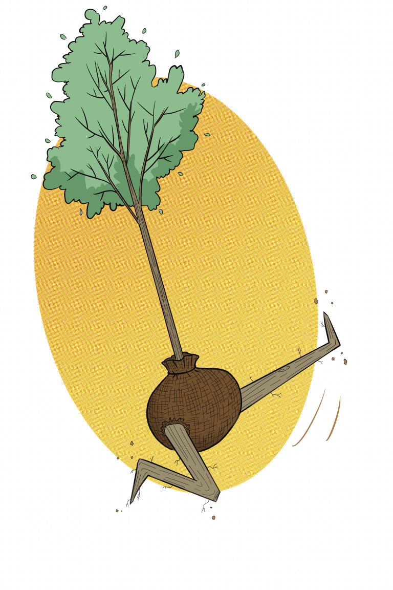 Tree planting, or a student’s paradise