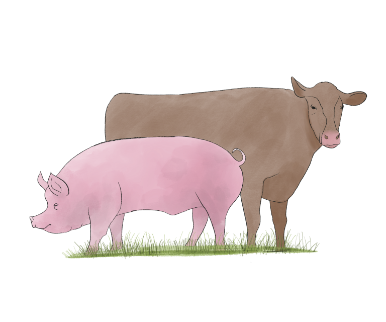 The future of meat