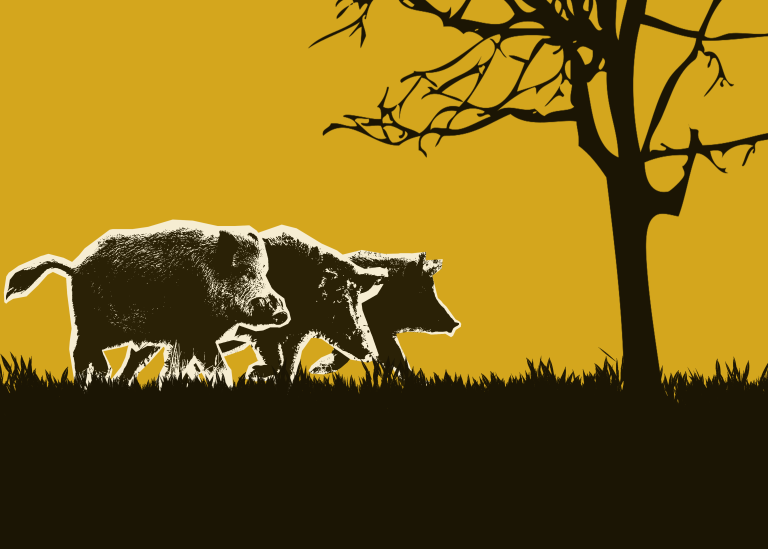 Wild pigs spread north, pose new threat to Canadian farmers