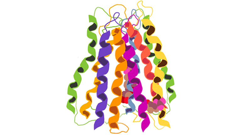 Proteins as nutritional tools