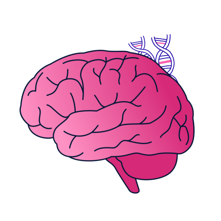 How genetics shape neurodevelopmental disorders