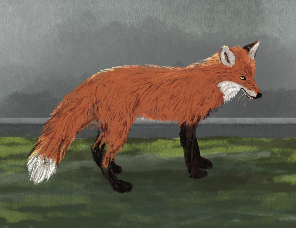 Comment_WildlifeonCampus_Graphic_TGillich_November19_2025_ (1)